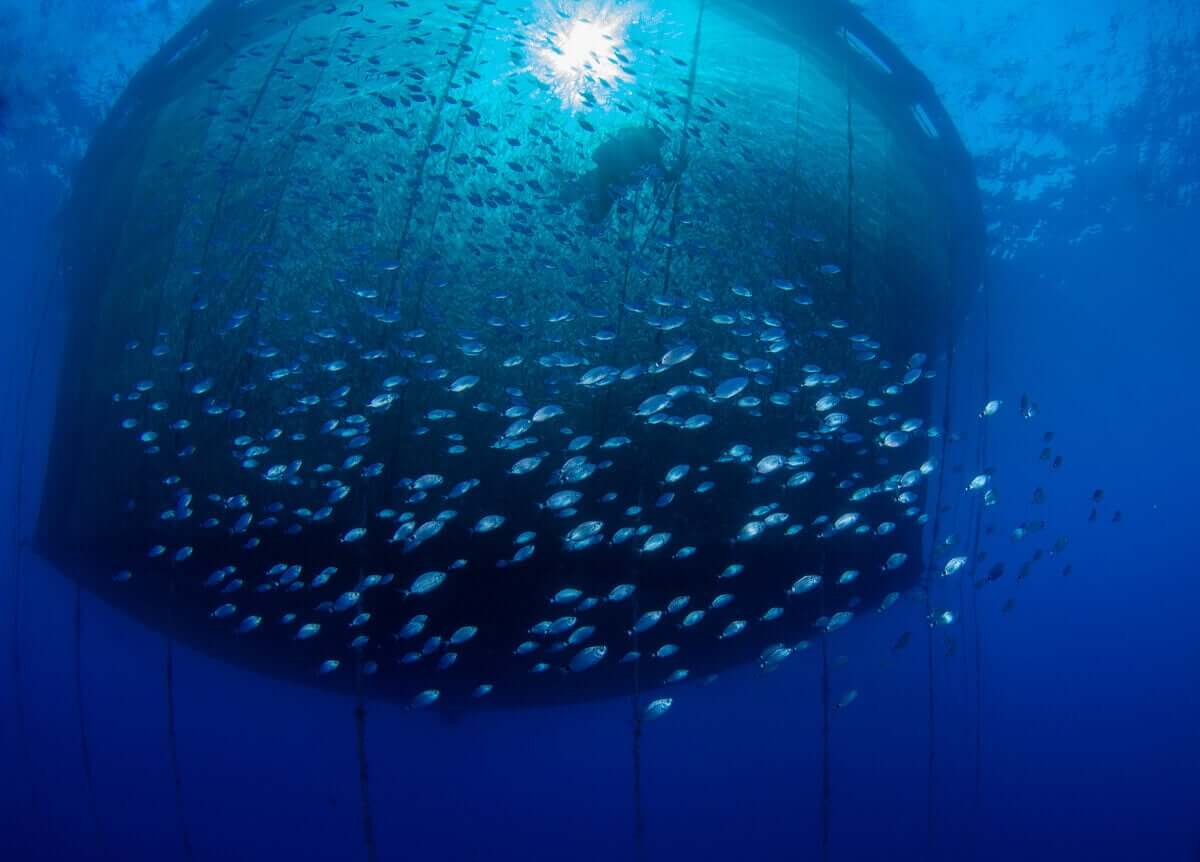 En dykker som svømmer i et trålnett under havet, omgitt av en stim med småfisk