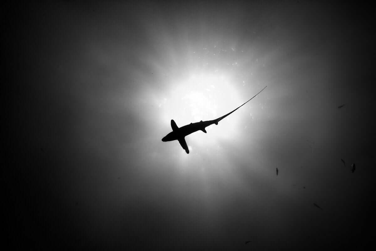 Et svart-hvitt bilde av en hai som svømmer under vann.