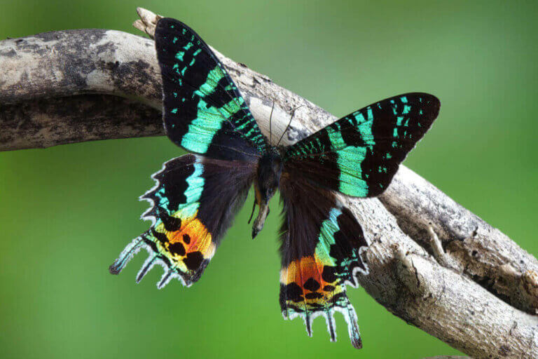 Lær om den vakre sommerfuglen Chrysiridia rhipheus