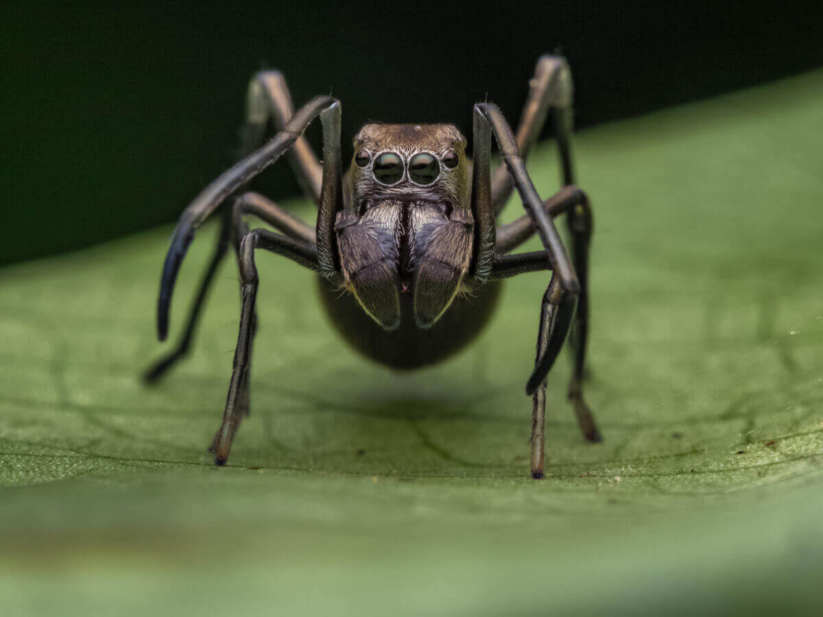 En svart edderkopp som ser ut som en maur.