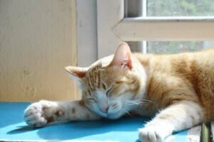 Søvnløshet hos katter og hva du kan gjøre med det