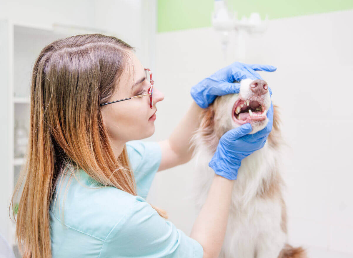 En veterinær renser tennene til en hund