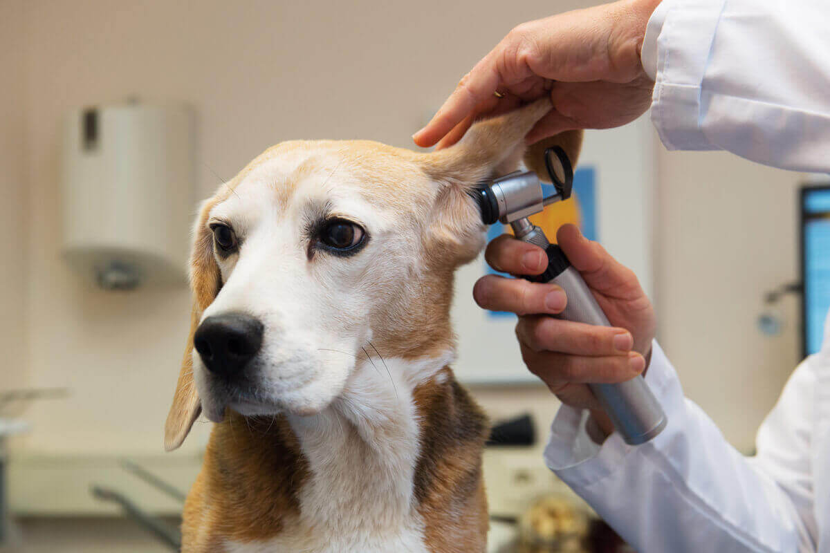 En beagle får øreundersøkelse
