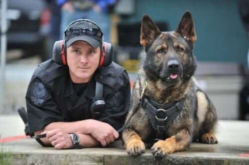 De beste hunderasene for politihunder