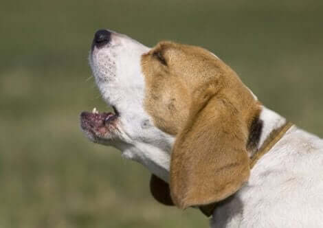 En beagle som bjeffer.