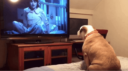 Den engelske bulldogen som er en tilhenger av skrekkfilmer
