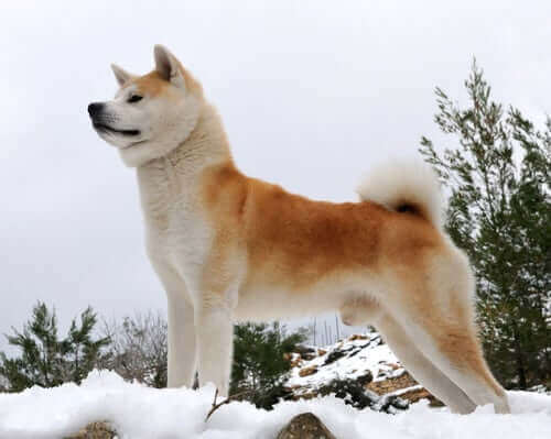 En Akita som står på snødekte fjell