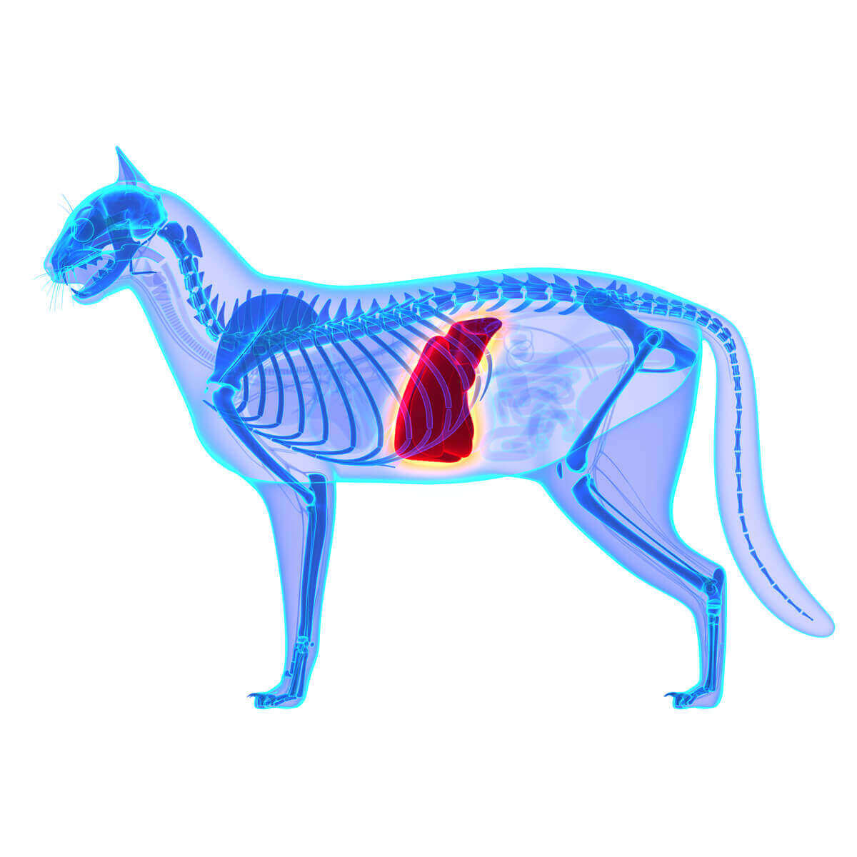 En digital illustrasjon av et røntgenbilde av en katt med leveren fremhevet i rødt