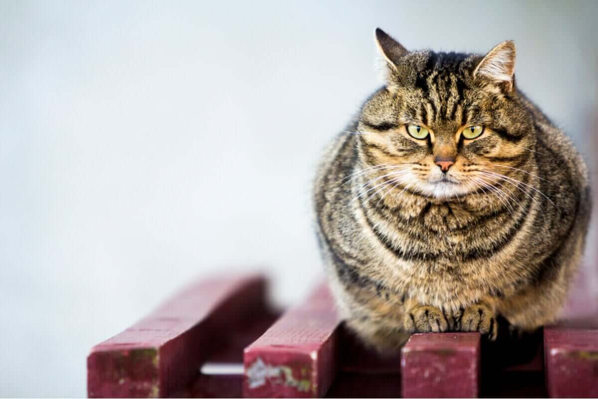 En overvekt tigerstripet katt sitter på en benk