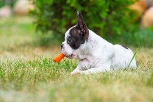 Fordelene med gulrøtter for hunden din