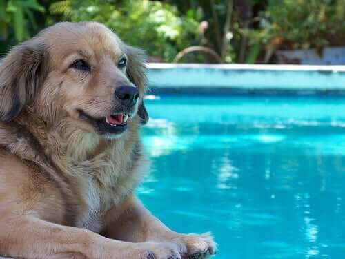 Tips for å ta med hunden din i bassenget