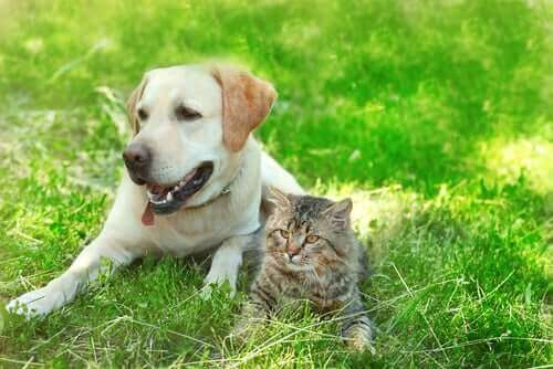 Tror du at hunder og katter kan være venner?