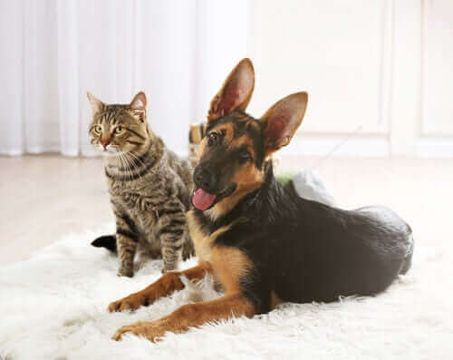 En hund og katt som sitter sammen i en stue