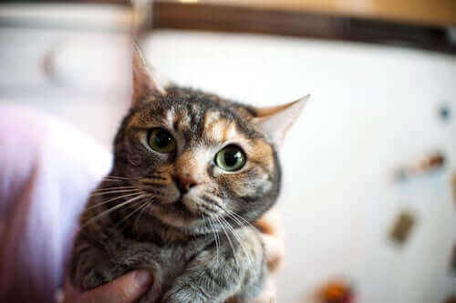 Kattepleie: Hvordan roe ned en nervøs katt