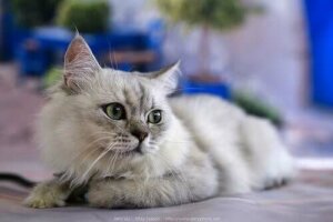 6 fascinerende fakta om kattens labber