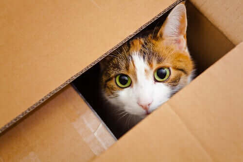En katt i en pappeske