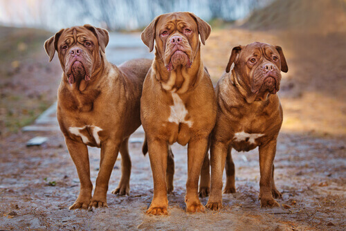 3 bordeaux dogge som er europeiske hunderaser