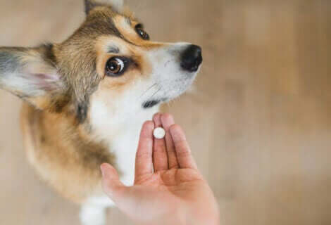 En eier som prøver å gi en pille til en hund.
