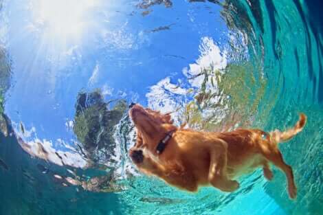 En hund som svømmer i et basseng