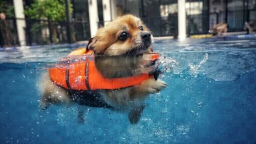 Fem tips å ta hensyn til hvis du vil svømme med hunden din