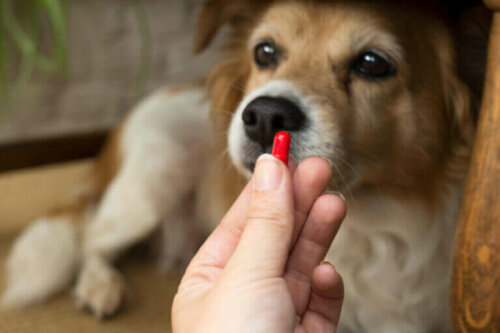 Hva er bruksområdene for klindamycin hos hunder?