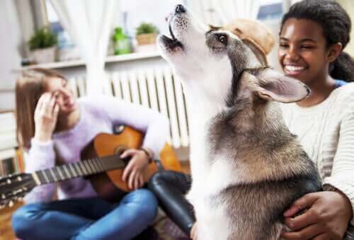 Hunder og musikk – Har dyr en musikalsk sans?