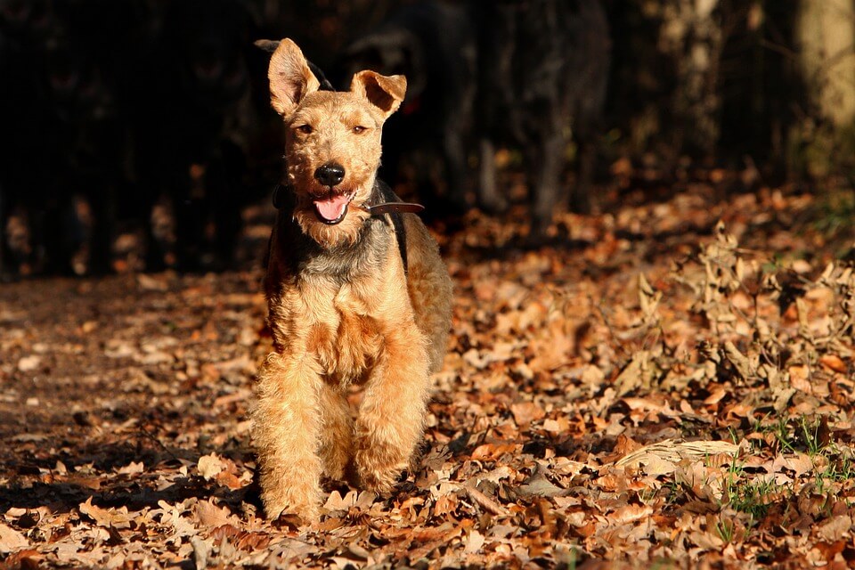 Welsh Terrier er europeiske hunderaser