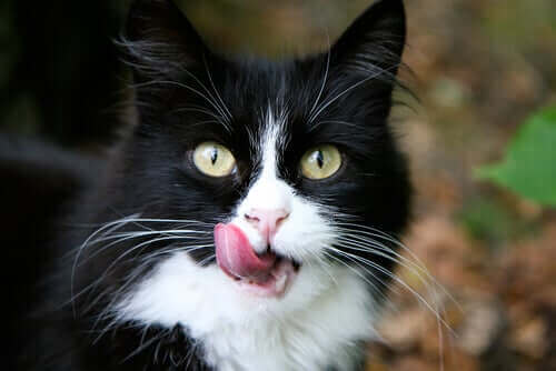 Årsakene til at katter har grove tunger