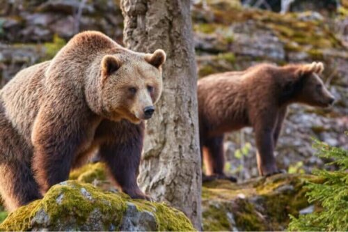 Effektene av klimaendringer for den kantabriske brunbjørnen