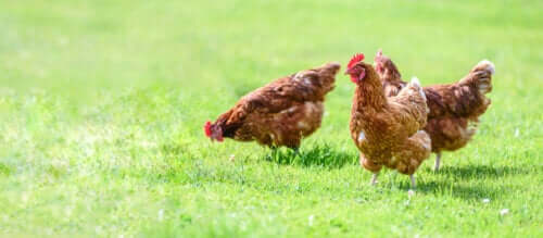 Kyllinger som går på en gressplen.