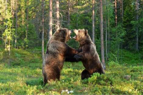 To bjørner som sloss.