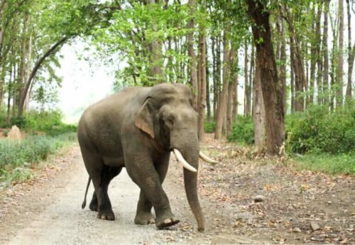 Typer og kjennetegn hos asiatiske elefanter