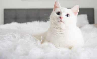 En hvit katt som sitter på en seng