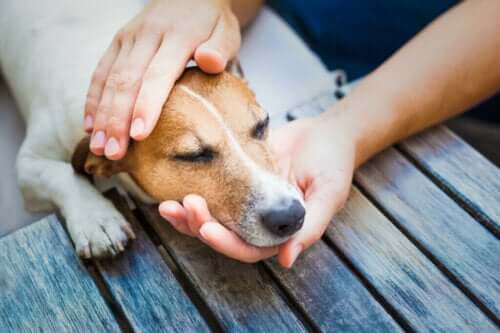 Sjekk disse åtte tipsene for å behandle forkjølelse hos hunder