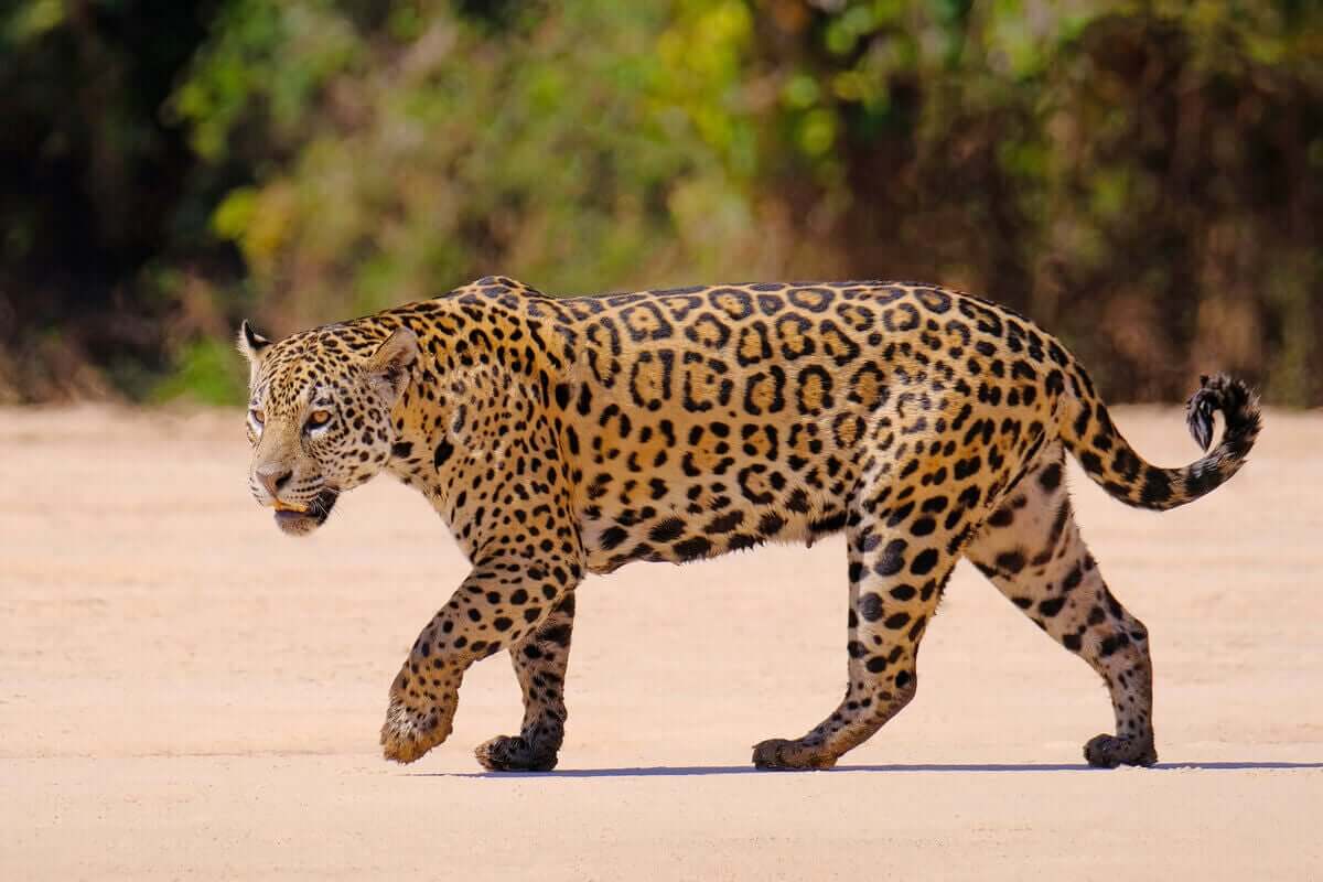 En jaguar som går på sand