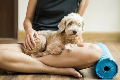 Har du hørt om å gjøre yoga med hunder?