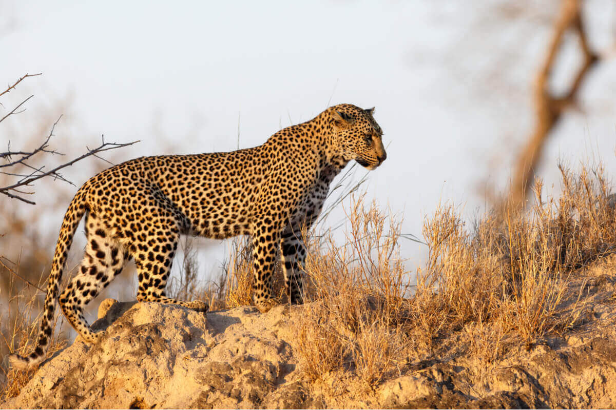 En leopard forfølger byttet sitt
