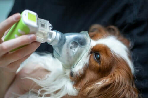 Behandlinger mot lungeødem hos hunder