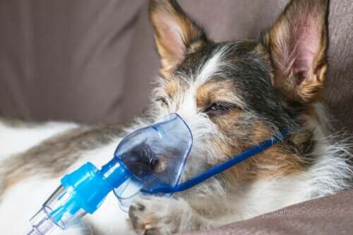 En hund med oksygenmaske
