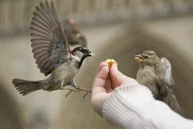 To fugler blir matet for hånd