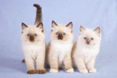 Tre hvite kattunger
