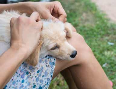 behandle sår hos kjæledyr