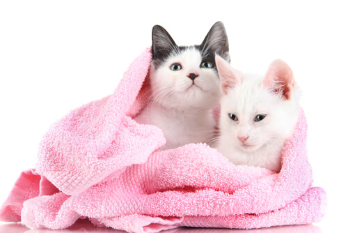 Katter i et håndkle