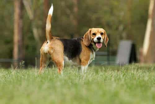 En beaglehund som ser på kameraet.