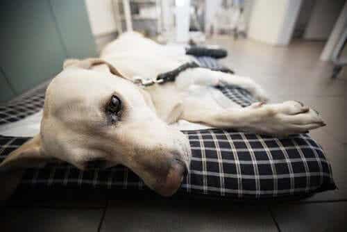 En hund som ligger på en sykehusseng.