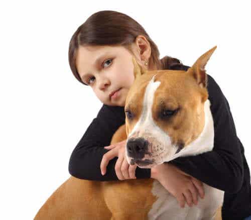En jente med sin amerikanske bulldog.