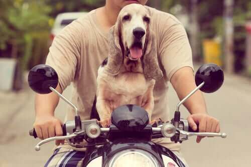 Lær hvordan du kan kjøre motorsykkel med hunden din!
