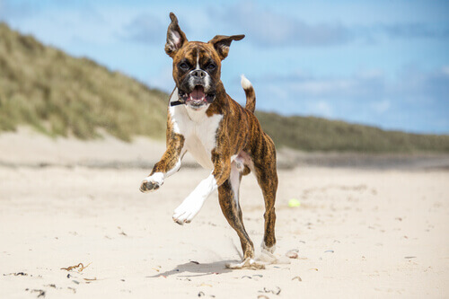 En bokser på stranden, en av mange tyske hunderaser