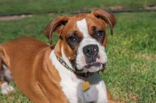 En boxer som ligger på gresset er blant de mest populære hunderasene