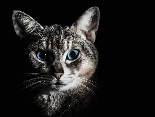En katt med blå øyne
